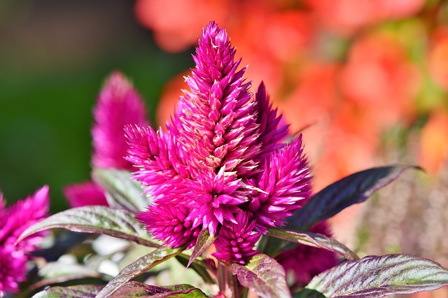 Learn how to revive celosia with our easy guide