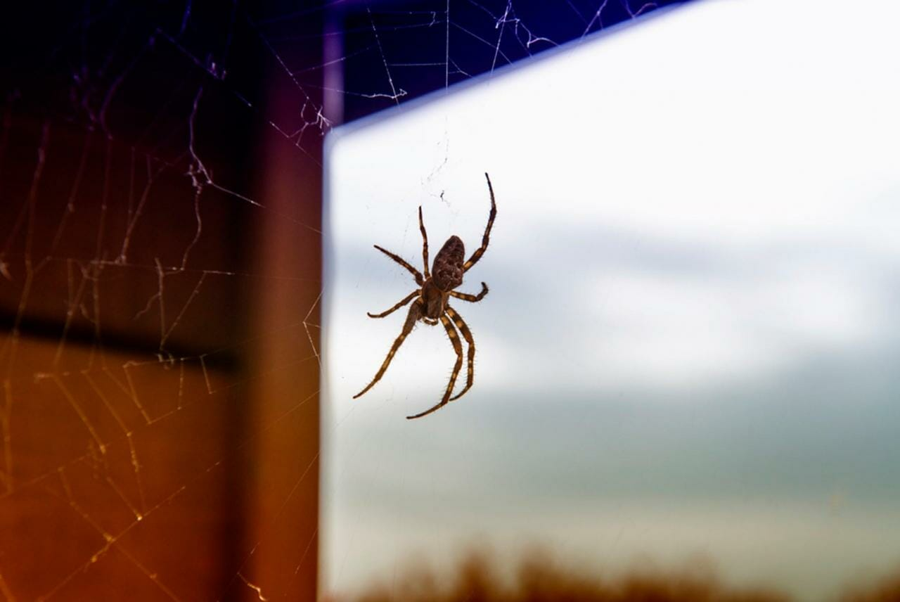 4 Ways to get Spiders out of your House Rapid Home Direct