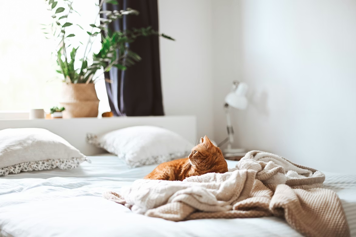 cozy home ideas, comfortable home decor, home comfort products, cozy living room design, comfortable bedroom essentials, cozy home accessories, comfortable furniture, cozy home inspiration, home comfort solutions, cozy home makeover
