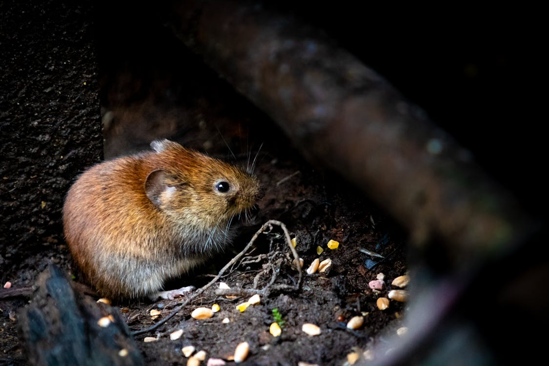 mouse proofing, winter pest control, rodent prevention, mouse proof home, winter mouse control, home rodent exclusion, keep mice out, winterize home mice, stop mice entering house, mouse prevention tips