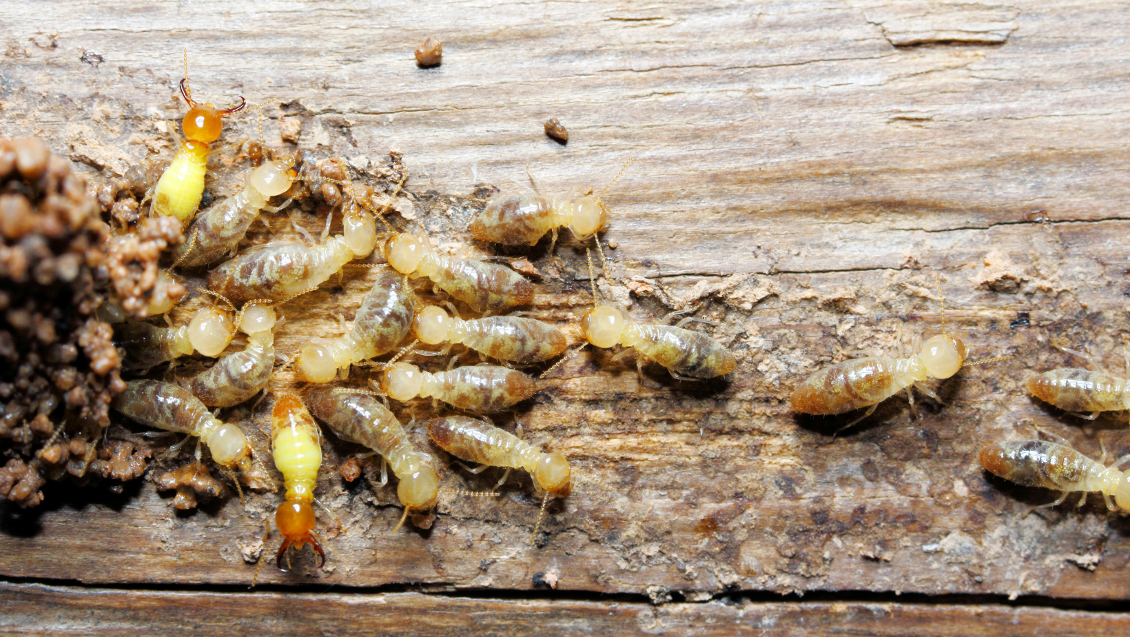 termite damage san diego, san diego home termite inspection, termite treatment san diego, prevent termite infestation, termite damage repair, san diego real estate termites, reduce termite risk san diego, termite removal services san diego