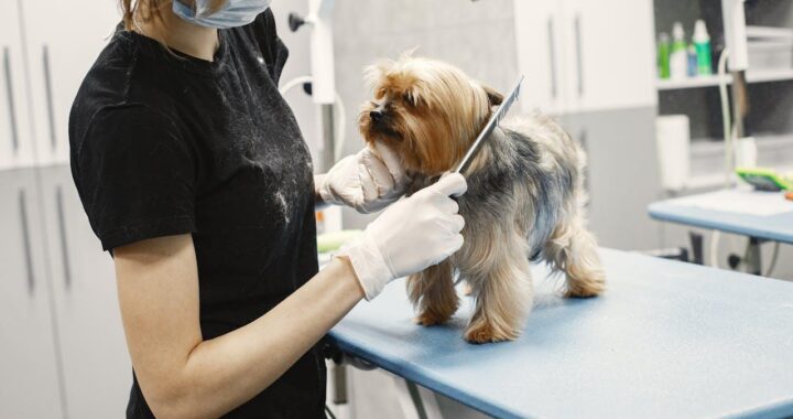 steel buildings veterinary clinics, veterinary clinic steel structure, veterinary clinic construction, steel buildings for veterinary facilities, custom veterinary clinic buildings, veterinary clinic prefab steel, veterinary clinic construction solutions, steel clinic layouts, veterinary practice buildings, steel building contractors veterinary